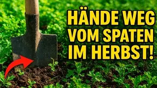 Hände weg vom Spaten im Herbst! Dieser geniale Gründünger-Mix ist der ultimative Tipp für jeden Hob