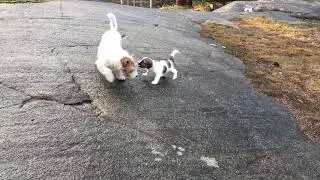 Jackrussellterrier pentu