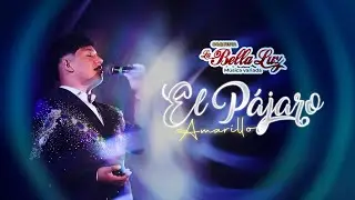 El Pájaro Amarillo - La Bella Luz (Stiven Franco En Vivo)