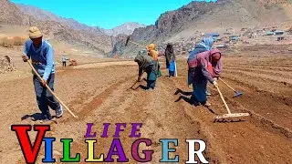 Farming in Ladakh kargil purgi balti Life Villager in ladakh