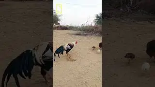 Aseel Java Murga | awesome birds in village #village #aseel #murga