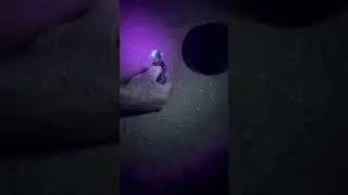 Scorpion in Black Light #scorpion #blacklight #desert #fyp #insects #country #sting #stinger #life
