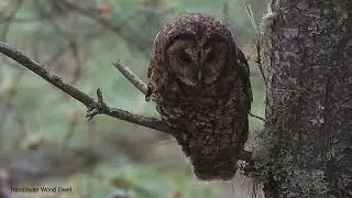 Himalayan Wood Owl is an owl of the forests of Asia, from the Himalayas to Korea and Taiwan.