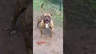 EXOTIC BANDOG RED TIGER