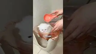 Cara memandikan kucing yang baik dan benar #shortvideo #kucing #kucinglucu