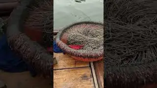 New Primitive Technology FISH TRAP with Fishing SR #short