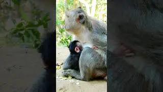 Congratulation! Jade gives a birth newborn baby is girl cute and healthy named Jada. #monkey