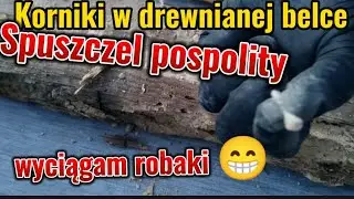 KRISOFF korniki w drewnianej belce - jak wygląda spuszczel pospolity - fumigacja drewna