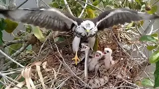 A snake attempting to attack and devour a young eagle.