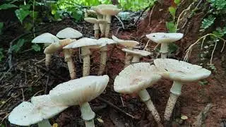 🌿 Sustainable Harvesting of Termitomyces Mushrooms in Goa: Preserving Nature&rsquo;s Wild Delicacy 🌧️🍄