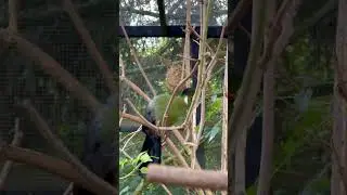 Finches and softbills in outdoor bird aviary #bird #birds #finch #softbills Bird Sounds