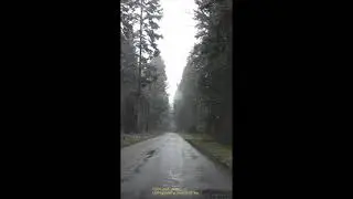 Forest | Short video part number 21 | Singing Birds | For sleep and midsection | #Shorts