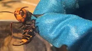オオスズメバチを虫取り網で捕獲　Catching hornet with an insect net