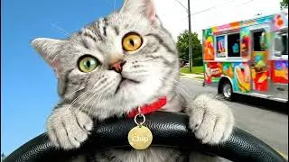 POV: You're riding with a Student Driver (IT'S A CAT!) 🚗💀
