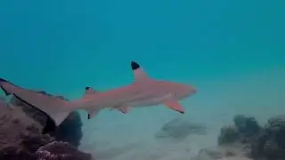 Save the sharks Ep 4