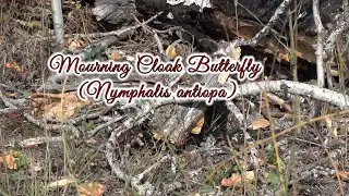 Mourning Cloak Buttery (Nymphalis antiopa)