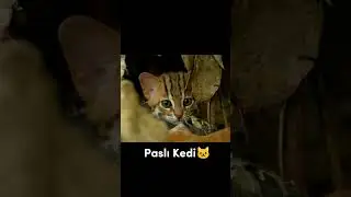 d&uuml;nyanın en k&uuml;&ccedil;&uuml;k kedisi paslı kedi 🐱
