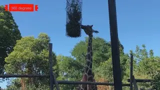 Bioparco Di Roma , Zoo of Rome .