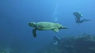 Diving Xahuayxol between Xcalack and Mahahual in the Mexican Caribbean