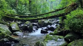 Calming Forest Ambience - River Flowing in Hidden Forest Ambience for Rest, Medicine, No Birds