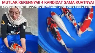 KOI LOKAL RASA INTERNASIONAL❗DENGAN PAKAN HARGA MURAH HASILNYA NGGAK KALAH❗PENJURIAN KUNDEN KOI 3