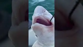 Always catching dogfish 😐 (lesser spotted cat shark)