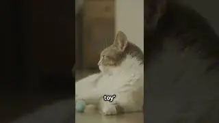 How Cats Train Their Humans - and They Do It So Well!