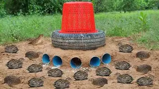 Easy Quail Trap - Build Underground Quail Trap​​ Using Pipe Car Wheel &​ Plastic Basket#bird trap
