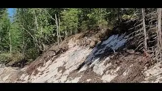 can trees grow on rocks?