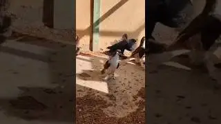 best kabutar training #trendingshorts #viralvideo #shorts #pigeon #birds #kabutar #ytshorts #ytviral