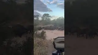 Big buffalo herd crossing the dry river bed&hellip; @ Camp George Simbavati Lodge.