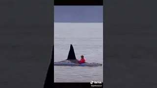 The friendly orca close to the kayak #Viral #Shorts
