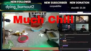 Cats Chillin -  Perfect Quakecon Feels - Panel Doom Eternal Intro  QuakeCon@Home