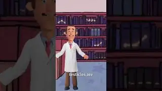 Why the testicles are located outside of the body.😅#shorts #animateU #fypシ゚viral #fy #funny #fyp