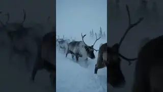 Moving Through the Storm. #wildlife #nature #winter #animals #shorts #reindeer #blizzard #arctic