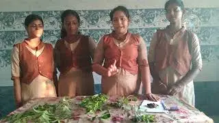 Science project on poly herbal mosquito repellent. # vikshit bharat. 