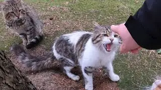 The Cat Attacking Training At Home 😼🙀