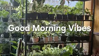 Good Morning Vibes