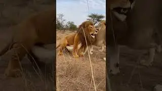 Will the Lions Accept Him? 🐆 A Lion Costume in the African Savanna #shorts
