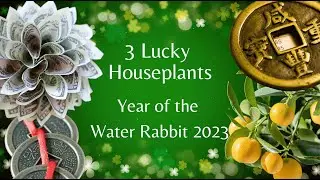 Improve Your Feng Shui: 3 Lucky Plants for the Lunar New Year