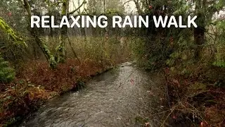 Rainy Forest Walk 🌧️ Vancouver BC | No Music, Natural Sounds | Serpentine Loop Trail