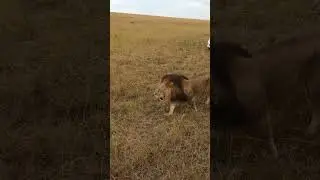 Un leone ci affianca all'improvviso... #shorts #kenya #masaimara #travel #lion #safari