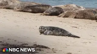 Mystic Aquarium team on a mission to save the seals