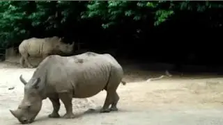 Rhino 🦏 #grazing #singapore zoo # out door#youtube video