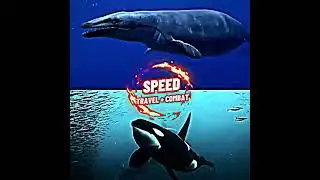 Basilosaurus cetoides vs Orcinus orca