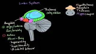 Emotions - The Limbic System