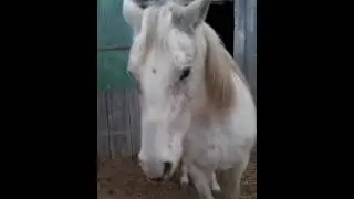 Indigo Horse  loves her protandim