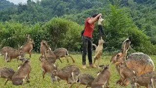 Lucky day, catching a wild rabbit - survival boy 686