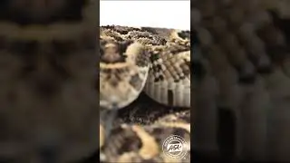 Puff Adder Strike  #snake #venomous #viper #africa #wildlife