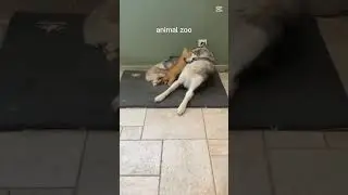🐱 vs 🐶 Epic Battle! | Who Wins This Hilarious Fight? 😂🔥#cat #dog #fight #funny #shortvideo 💥💥